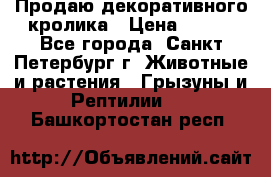 Продаю декоративного кролика › Цена ­ 500 - Все города, Санкт-Петербург г. Животные и растения » Грызуны и Рептилии   . Башкортостан респ.